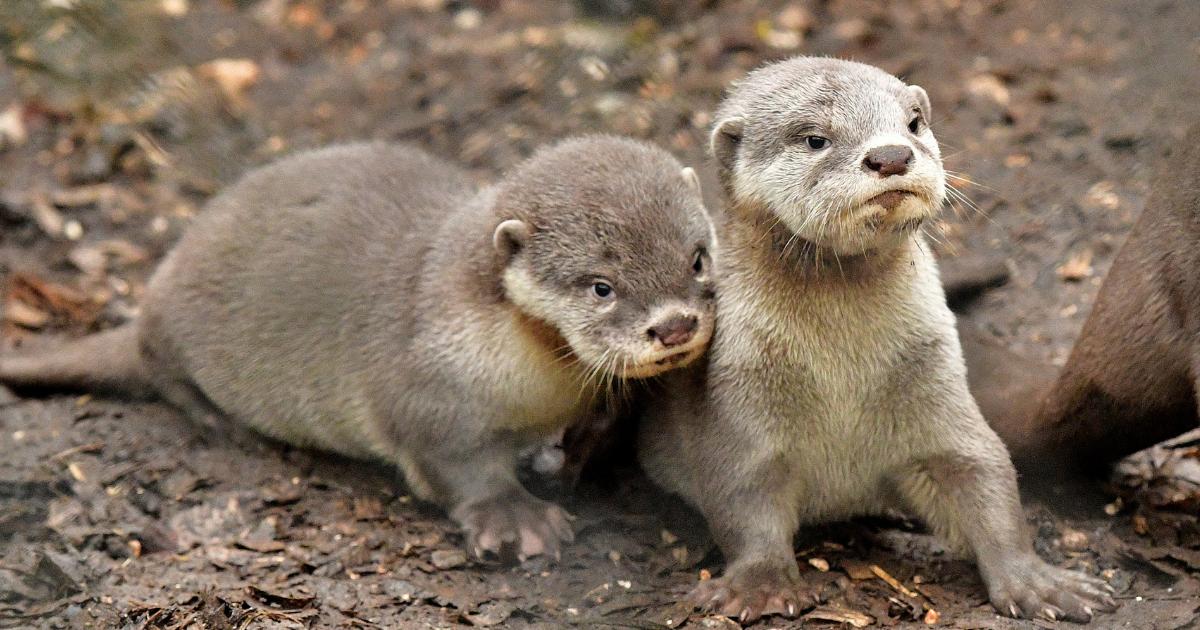 Smooth-coated otter cubs born at New Forest Wildlife Park