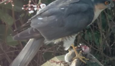 West Sussex man spots sparrowhawk in his garden