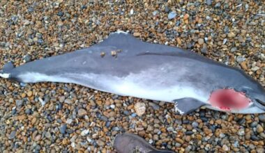 Porpoise found washed up on Thorpeness beach in Suffolk