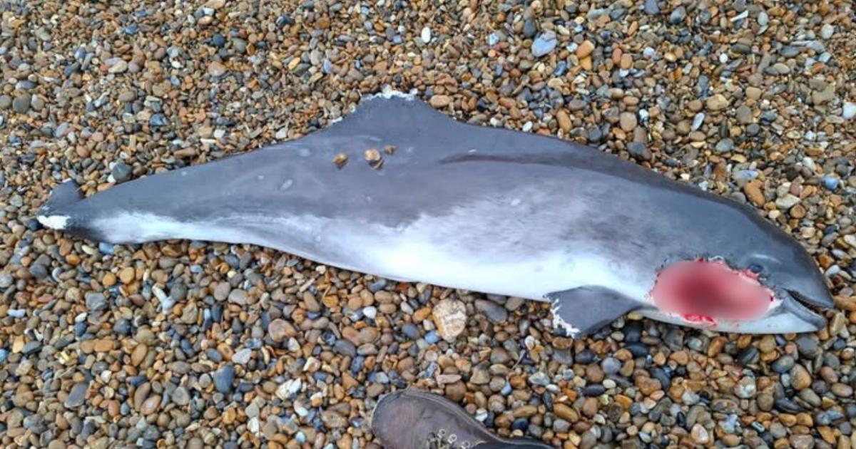 Porpoise found washed up on Thorpeness beach in Suffolk
