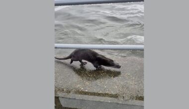 Wild otter dines alongside fisherman on Mudeford Quay