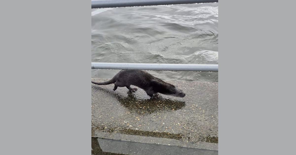 Wild otter dines alongside fisherman on Mudeford Quay