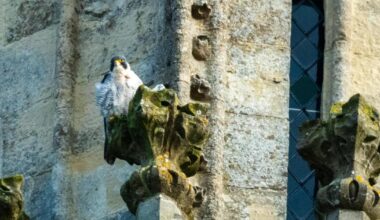 Filmmaker following peregrine falcons at Salisbury Cathedral