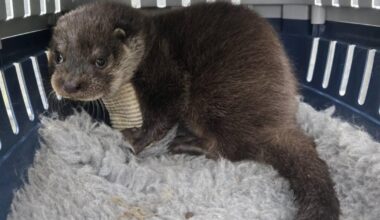 Baby otter found and rescued after mum found dead in Essex