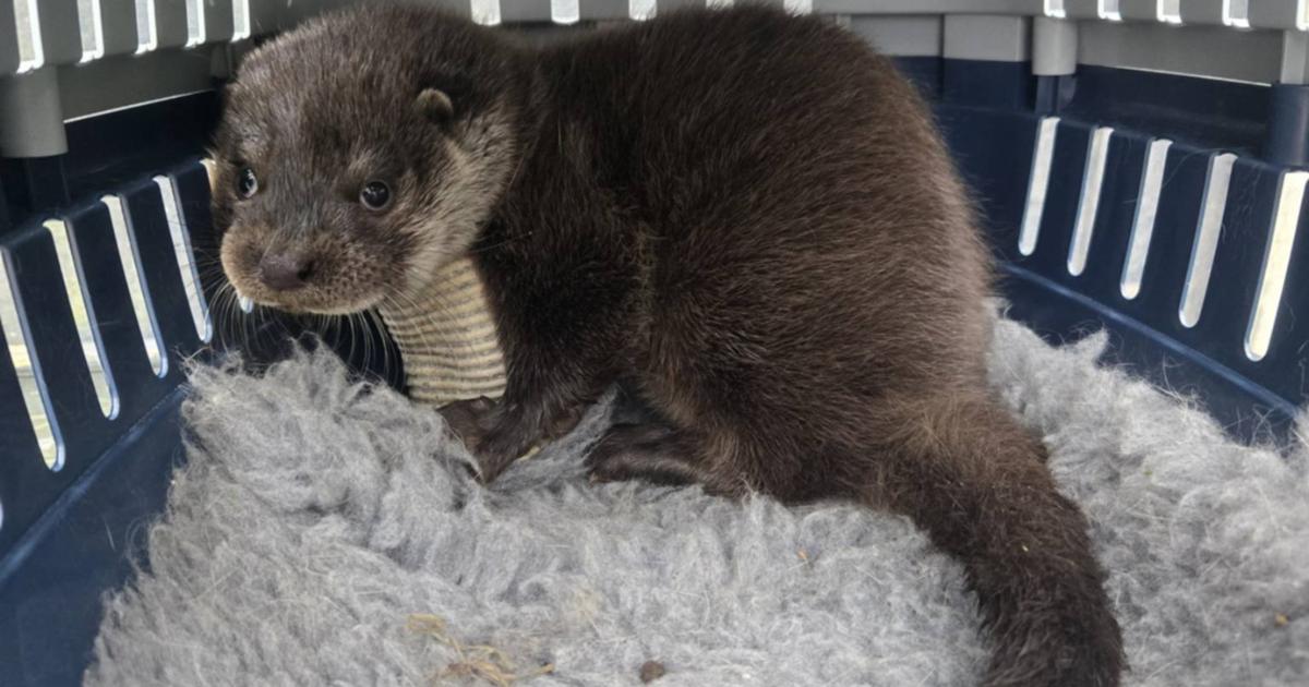 Baby otter found and rescued after mum found dead in Essex