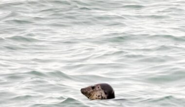 Delight as seal makes appearance off Portland Bill