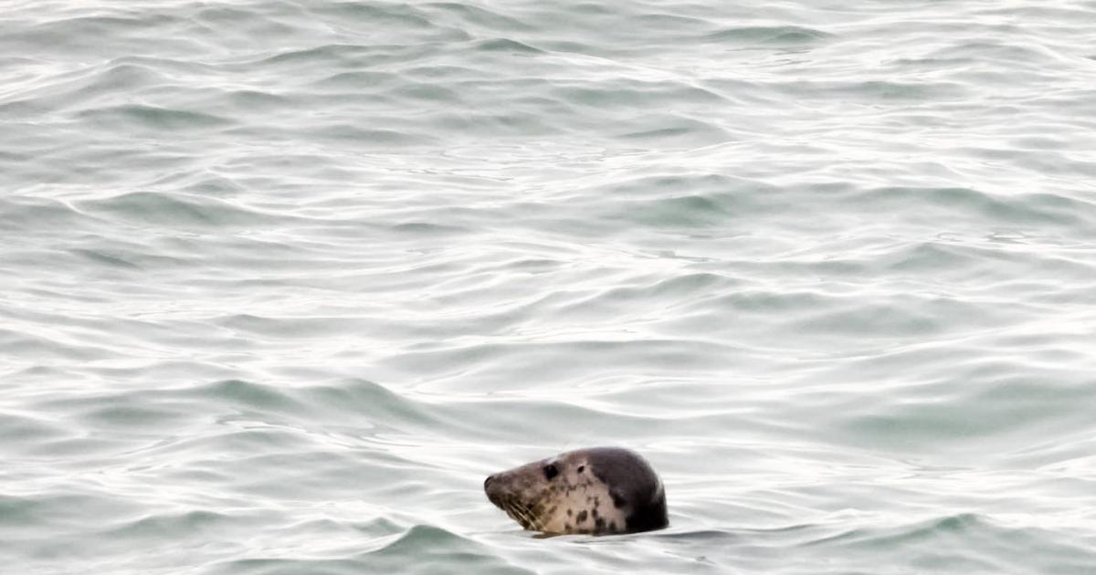 Delight as seal makes appearance off Portland Bill