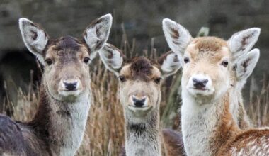 Rare sighting of fallow deer roaming Smithills Moor