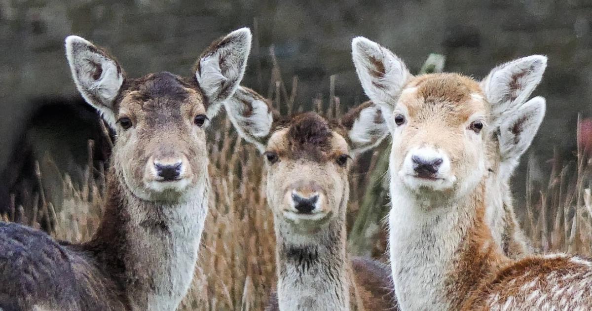 Rare sighting of fallow deer roaming Smithills Moor