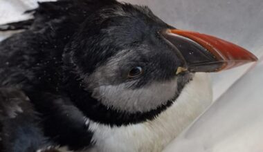 'Extraordinary' 34-year-old puffin dies after washing up on Scottish beach
