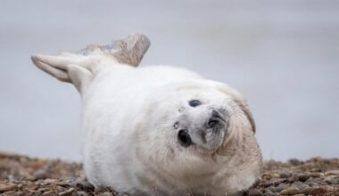 Record number of seal pups born at Orford Ness in Suffolk