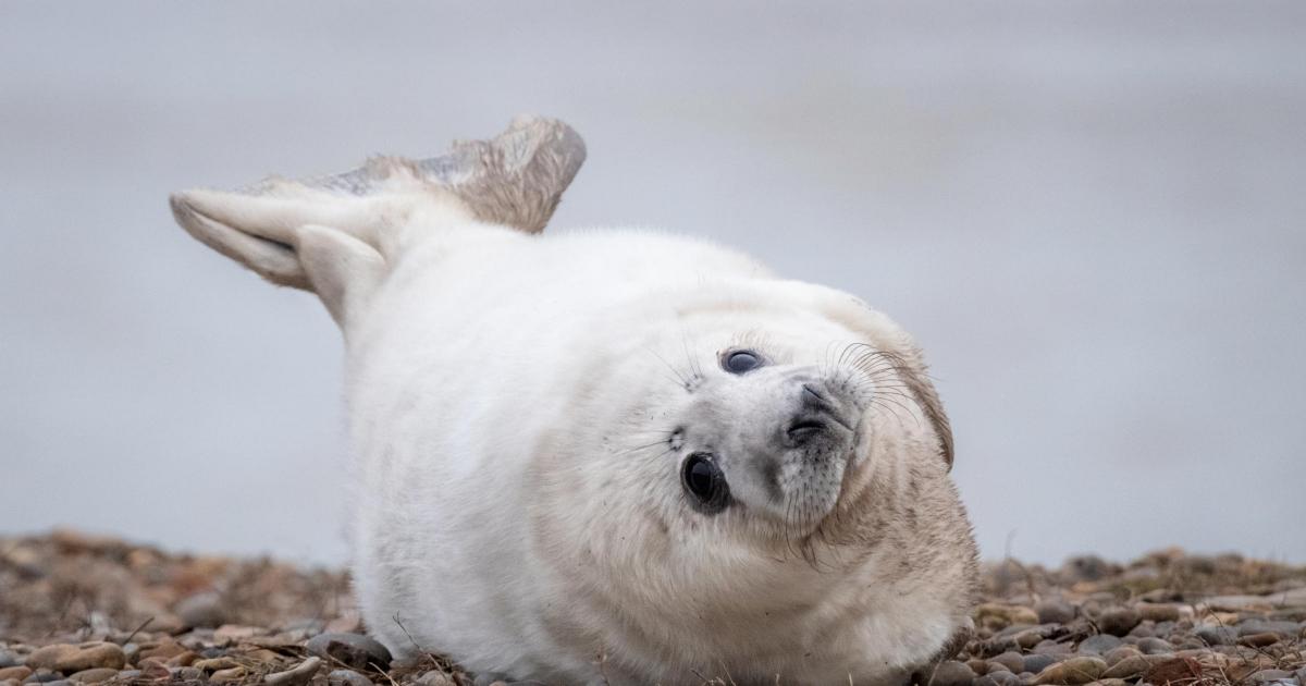 Record number of seal pups born at Orford Ness in Suffolk