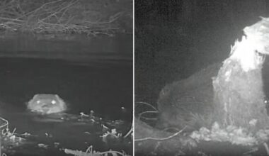 Wild beavers seen at Pensthorpe Nature Reserve in Norfolk