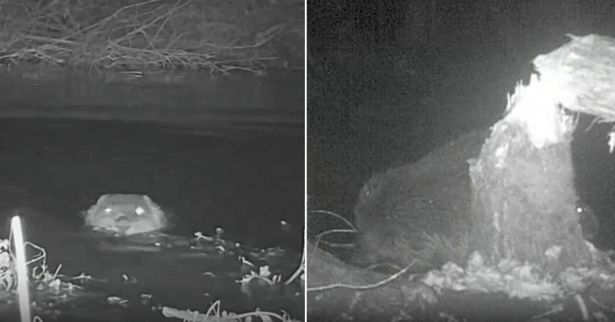 Wild beavers seen at Pensthorpe Nature Reserve in Norfolk