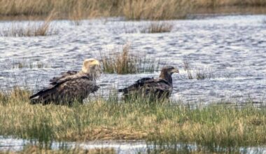 Two of UK's biggest birds of prey spotted in the New Forest