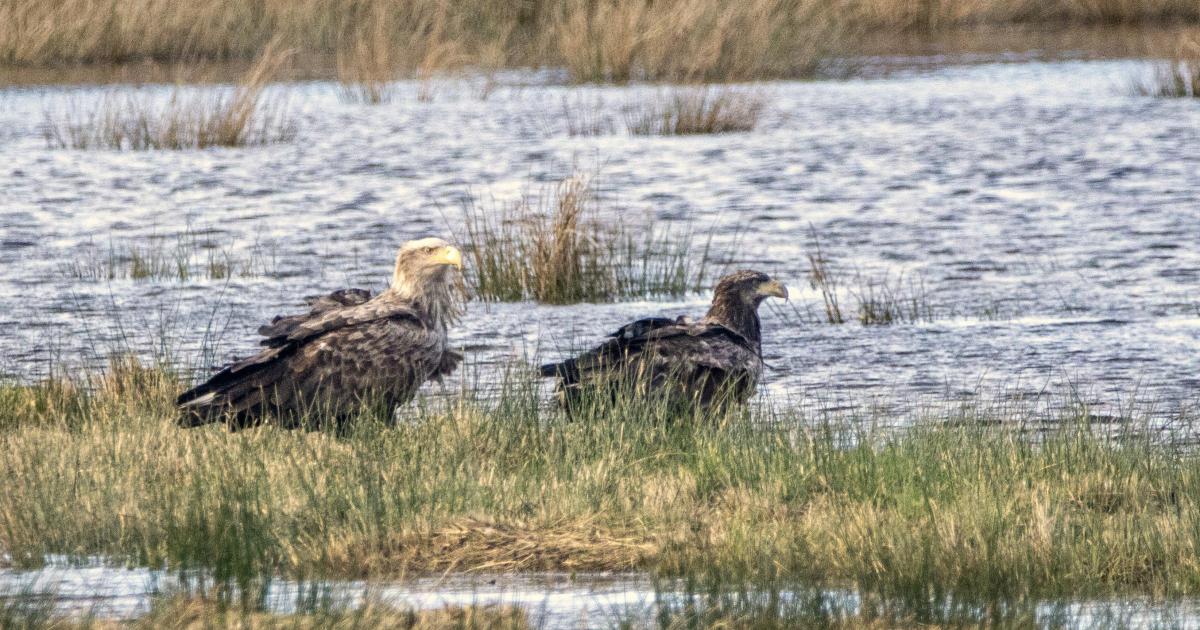 Two of UK's biggest birds of prey spotted in the New Forest