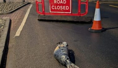 Baby seal closes road after being spotted in Scarborough