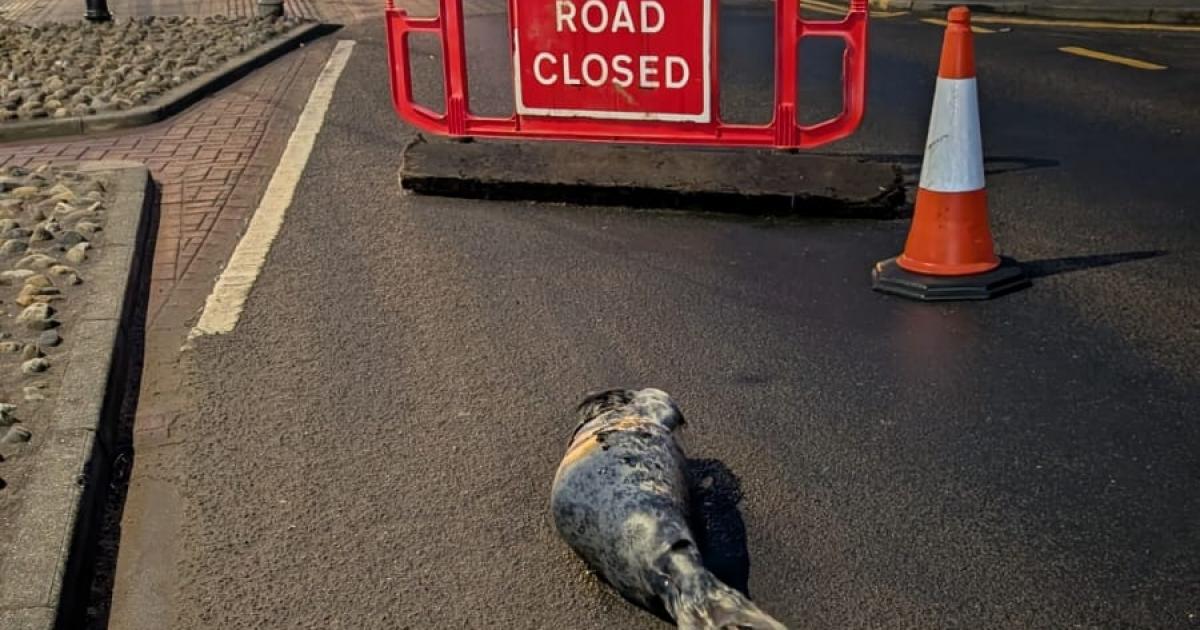 Baby seal closes road after being spotted in Scarborough