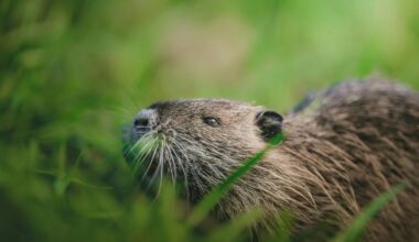 Recently released beavers seen by hidden cameras in the wild