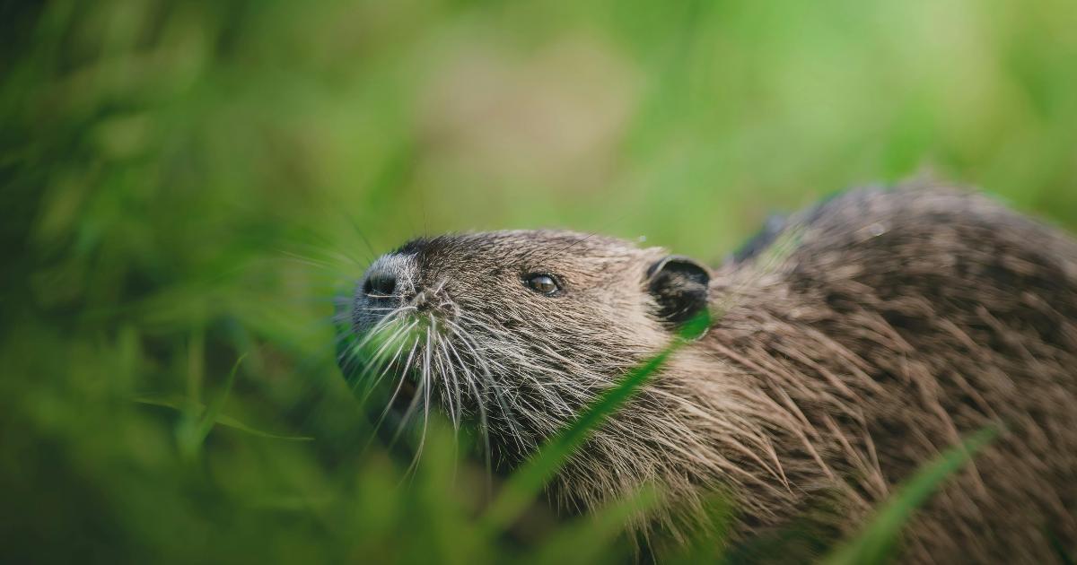 Recently released beavers seen by hidden cameras in the wild