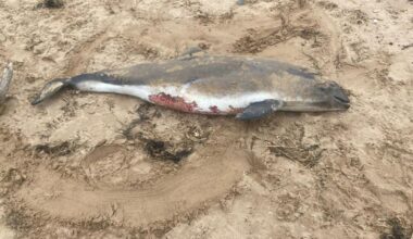 Dead porpoise washes up on Roanhead Beach in Cumbria