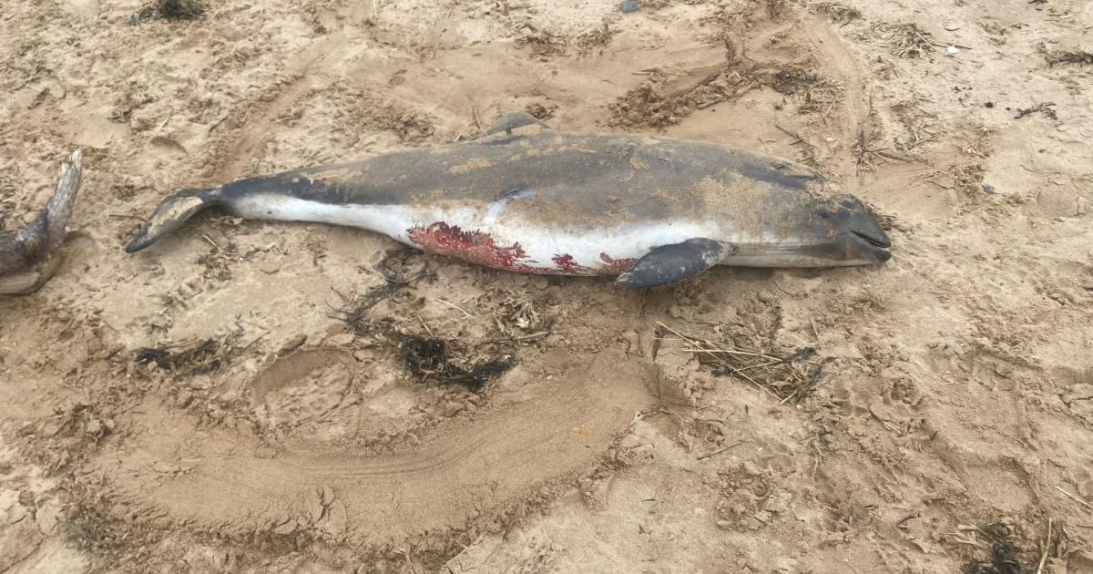 Dead porpoise washes up on Roanhead Beach in Cumbria