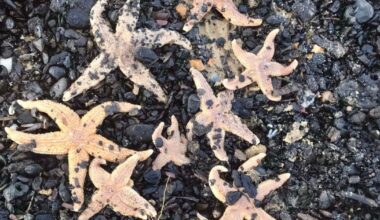 Hoard of dead starfish wash up in Southwold and Thorpeness