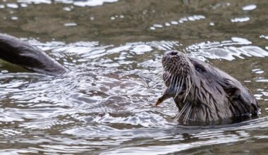 Otters spotted swimming in the canals in Saltaire, Shipley