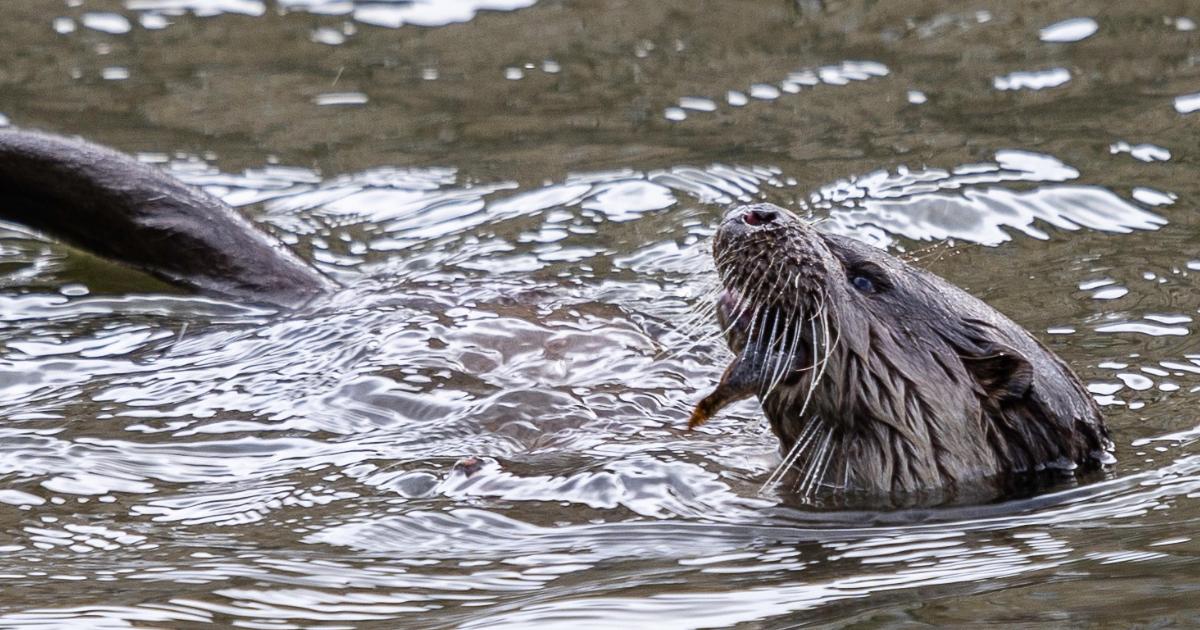 Otters spotted swimming in the canals in Saltaire, Shipley