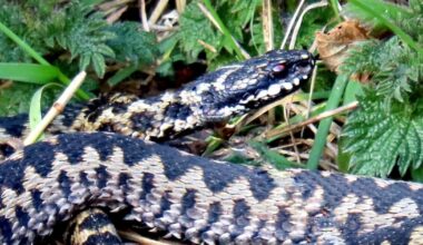 Adders leaving hibernation as temperatures rise in Norfolk
