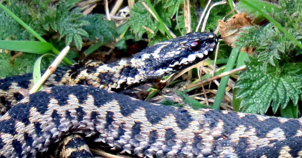 Adders leaving hibernation as temperatures rise in Norfolk