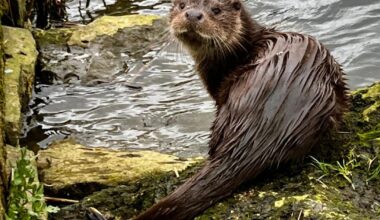 'Blessed' photographer gets close to otter spotted on quay