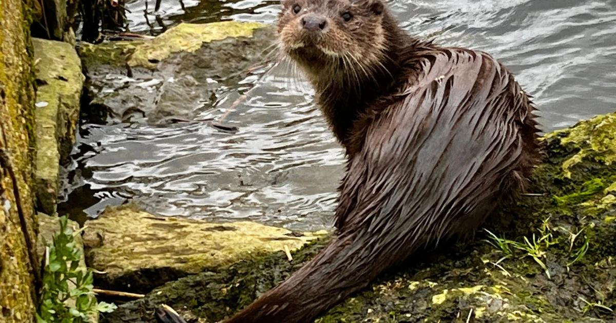 'Blessed' photographer gets close to otter spotted on quay