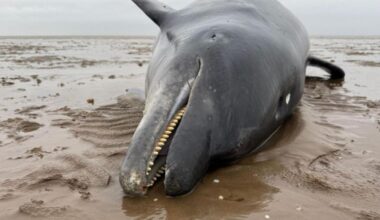 Dead dolphin found at Heacham south beach in Norfolk