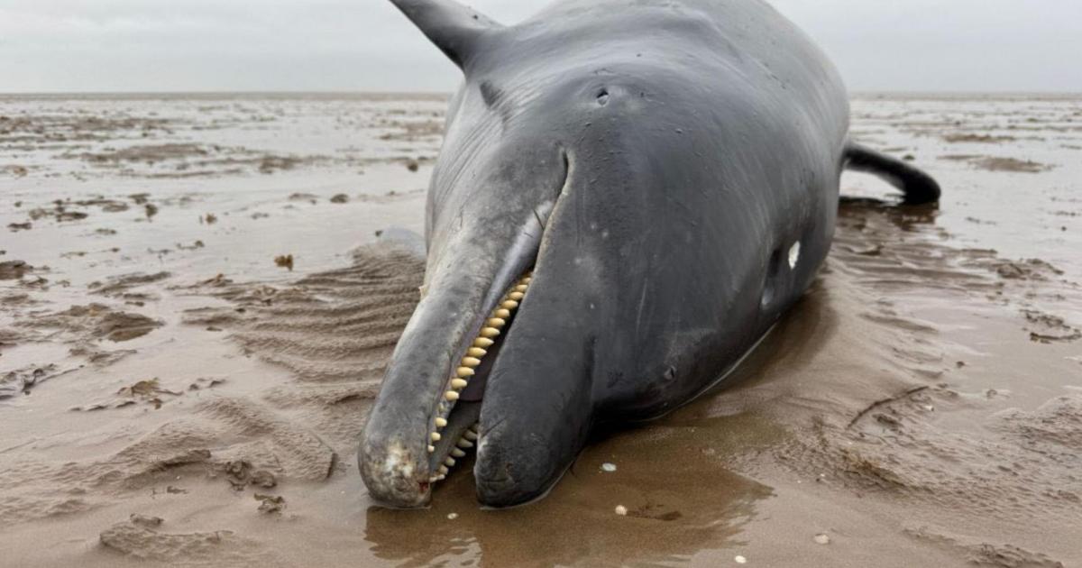 Dead dolphin found at Heacham south beach in Norfolk