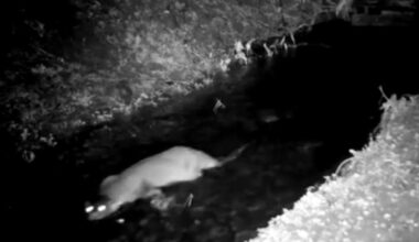 Herefordshire Wildlife Trust otter visitor on CCTV