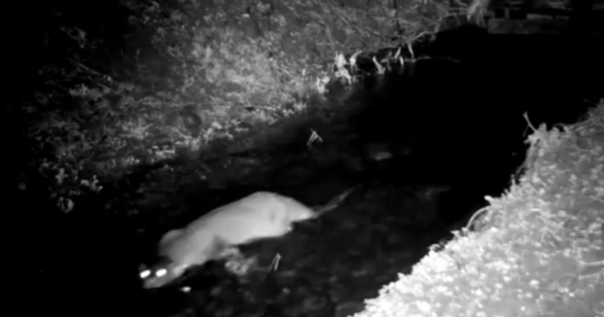 Herefordshire Wildlife Trust otter visitor on CCTV