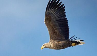 White-tailed eagle spotted at Pulborough Brooks, West Sussex