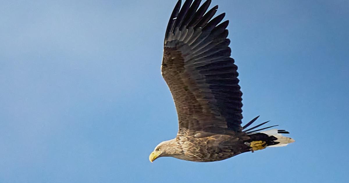 White-tailed eagle spotted at Pulborough Brooks, West Sussex