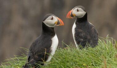 Isle of Wight puffin sightings spark urgent wildlife warning