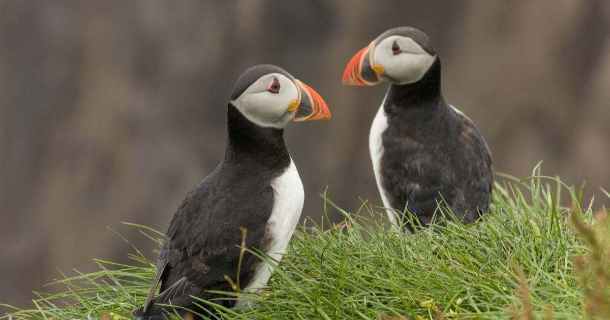 Isle of Wight puffin sightings spark urgent wildlife warning