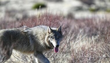 A male gray wolf from the Harvey pack is released close to where he was captured with a new col ...