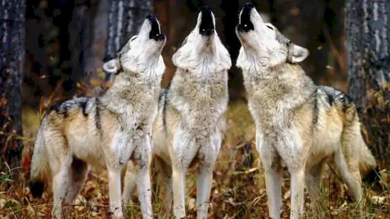 France Allows the Killing of About 200 Wolves to Protect Livestock