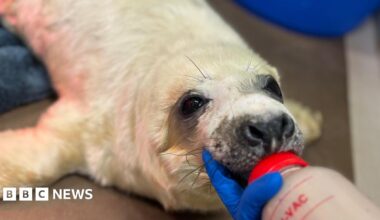A grey seal pup being bottle-fed.