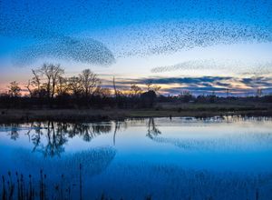 Spectacular scenes as starlings murmurate and are reflected in the water at Whixall Moss nature reserve in Shropshire. 