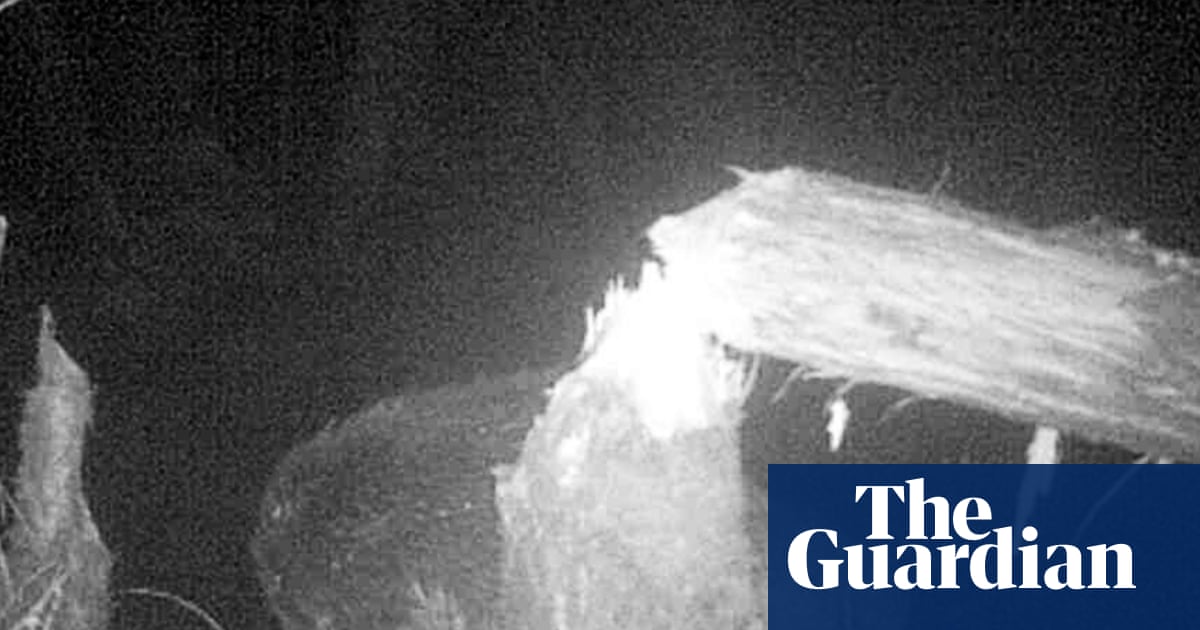 Second wild beaver spotted living at Norfolk nature reserve | Norfolk