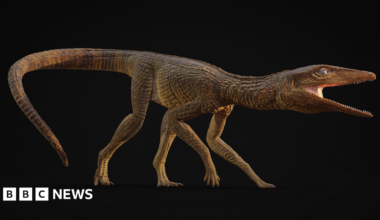 Ancient crocodile species named Jones after teacher from Cardigan