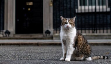 'First feline' Larry marks 15 years as Britain's political top cat