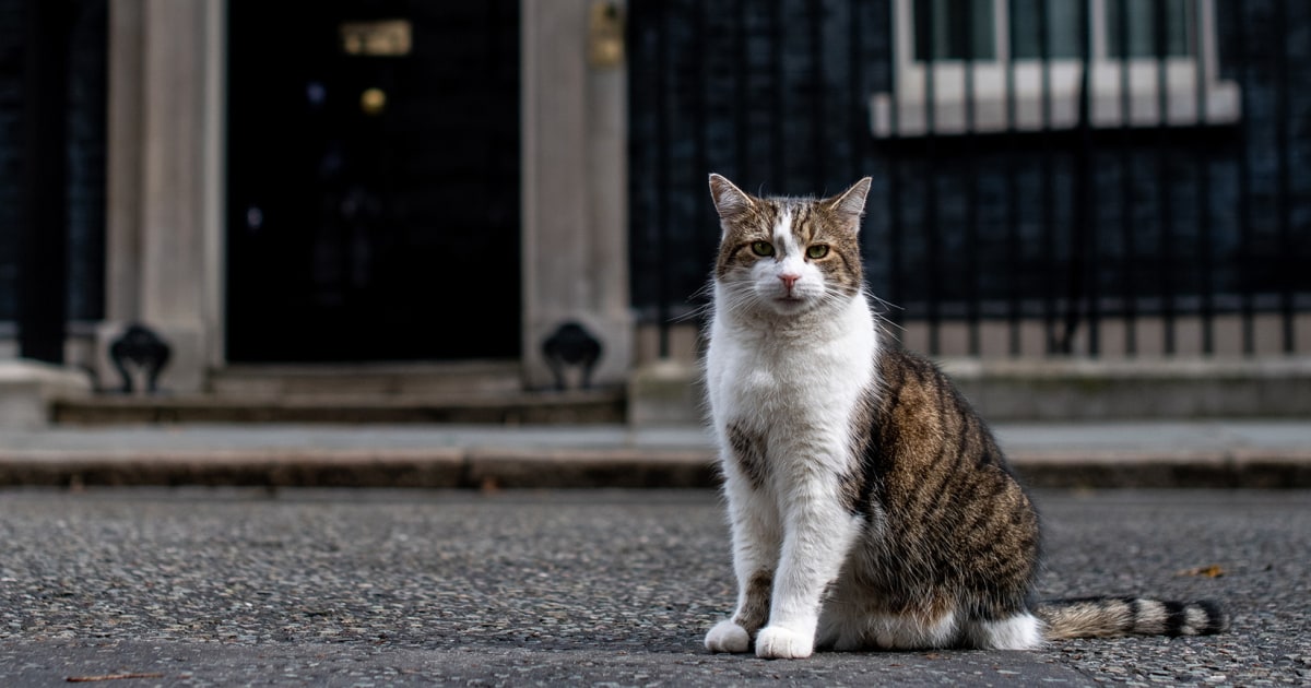 'First feline' Larry marks 15 years as Britain's political top cat