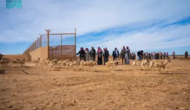NCW releases 140 wild animals into King Salman Royal Reserve